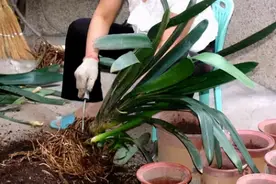 养君子兰有“两砍”，针对症状砍一刀，根系长满盆，憋出一堆侧芽图片