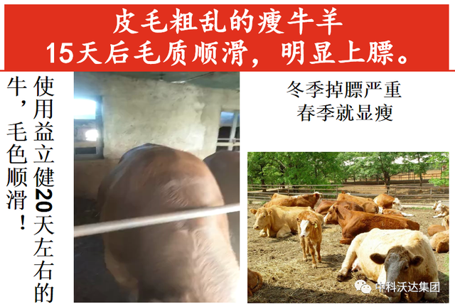 鐩婄珛鍋ワ紙鐗涚緤涓撶敤锛夆€斾腑绉戞矁杈句腑鑽椿鑿屽彂閰点€侀槻鐥呮姉鐥呬績鐢熼暱