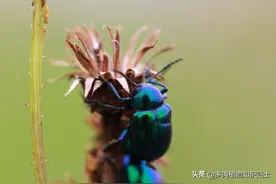 虫虫特工队，昆虫学家的夏日记录图片