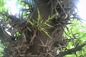 农村一种长满刺的树木，过去农家人砍来当柴烧，如今树皮珍贵图片