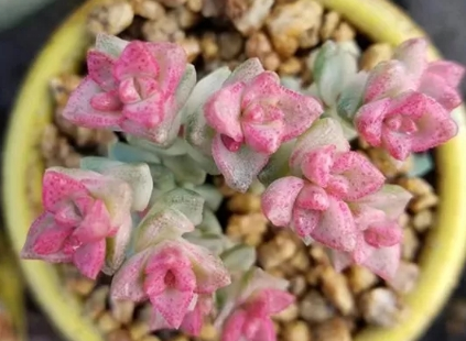 100种粉色多肉植物图鉴,激活你的桃花运!