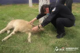 北山羊着急就撞墙 民警救它有点忙图片