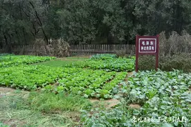 来杨家岭旅游的人容易忽略的地方图片
