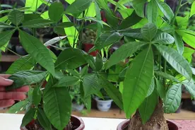 发财树烂根不要扔，给它做3件事，重新长出新根图片