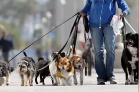 合肥6月1日起施行养犬新条例！每户养犬不能超过一只！图片