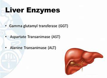 谷氨酰转肽酶高是怎么回事？不一定是肝炎，饮酒和药物损害可引起