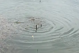 男子钓鱼被蛇抢，于是用鱼钓蛇，结果蛇把鱼拖走，蛇也活不长了？图片