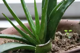 浇花用雨水、池塘水，还是自来水？内行人说完，才发现都叫错了图片