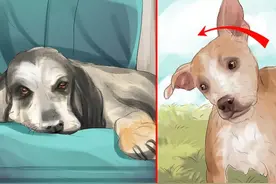 如何应对爱犬中风图片