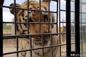 冬哥PK：儿童节，去哪儿看animals？细说沈阳的7大动物乐园！图片