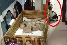 猫咪跑到小狗狗窝中取暖，主人看了眼忍不住笑了：不怕狗妈算账嘛图片