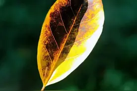 美文欣赏：一片秋叶图片
