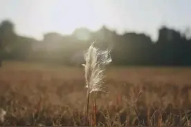 《平凡的世界》——人物形象图片
