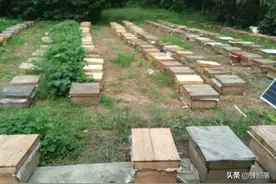 高温下产卵王会停产，高温下交尾的处女王会产卵吗？夏季知道最好图片