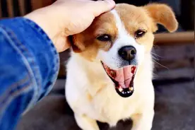 狗奴冷知识！狗狗为什么会歪头看你？原来是这个意思！视频封面