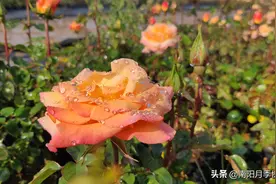 月季花期施肥就烧苗？这样做才是正确姿势！快收藏！图片
