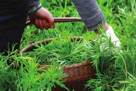 藜蒿的露地栽培技术，就这样简单，一起来看看图片