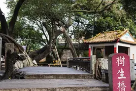 广东有一座树木长成的古桥，桥就是树，树就是桥，已有300年历史图片