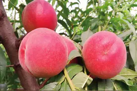 新建桃园的品种选择与栽培模式图片