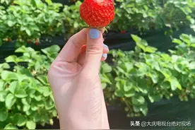 大庆本地草莓、23种特产直播秒杀，快来淘便宜！图片