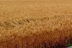 安徽小麦收购价格图片