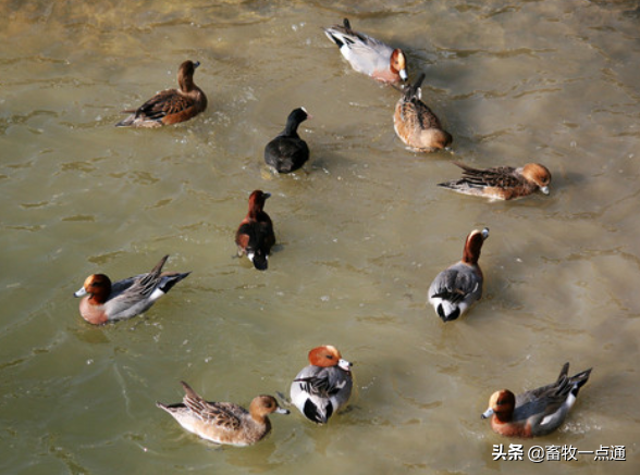 常用植物性蛋白质饲料有哪些各有何特点？