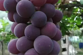 葡萄的这种新吃法，实在太美味了，30年头一次见，做法超简单图片