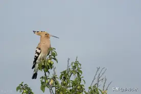 好果成次果，农民防鸟很头疼？5种方法值得借鉴图片