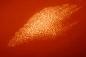 0.000000002克即可杀死一个人，这是世界上最毒的物质图片