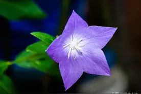 深山里最美的蓝色“精灵花”，没有之一图片