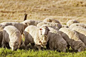 澳洲农民乐了！市场供不应求，中国进口澳洲羊毛配额上调5%图片