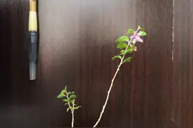 班里的趣事图片