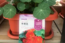 换荷花叶的大用途图片