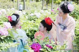 江南红豆园牡丹花会如期举行 千里“云”赏牡丹 | 动态图片
