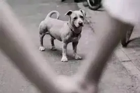 论一个舔狗的自我修养图片