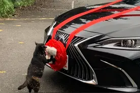 怀孕母猫街头拦下婚车，给新郎新娘提示“结婚不易，好好珍惜”图片