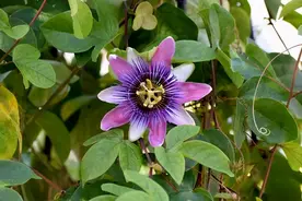 植物并非“坚定不移”，患上“多动症”各显身手施展运动之道图片