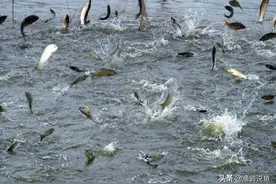 辟谣:江苏南京玄武湖“千鱼”跳跃是水怪作祟？还是另有原因图片