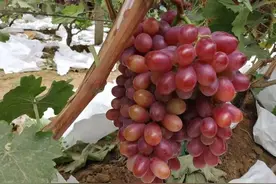 克瑞森临近着色，葡萄褪色了怎么办？图片