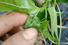 百香果种植-第十一节 虫害防治图片