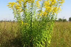 恶魔之花！浙江上海多地出现加拿大一枝黄花，背后或基因“捣乱”图片
