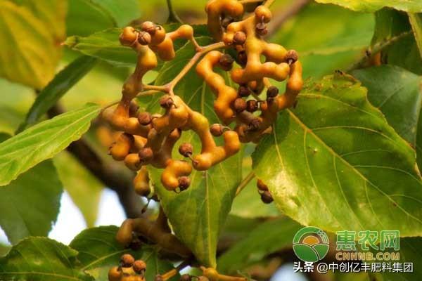 拐枣种植多久能结果？怎么管理结果多？