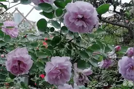 蓝色阴雨，一款有着忧郁又低调气质的藤本月季，美到你欲罢不能图片