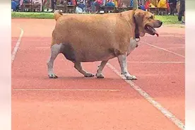 好好的一只校犬，被老师和同学们喂成了一只“校牛”图片