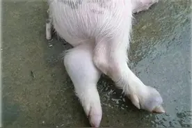 猪链球菌用什么药最好？3种症状，3个治疗方法图片