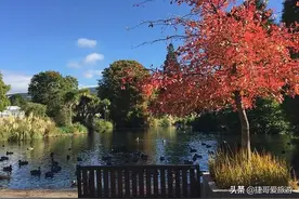 新西兰 但尼丁 植物园图片