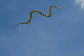 会在天空上“飞”的蛇，谁说没有翅膀就不能飞？这种蛇飞给你看图片