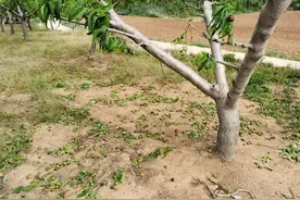 如何防治桃树的生理性落果、管理性落果和病害落果，保证桃树高产图片