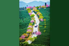 春游在福建 | 赏花登山逛古街……龙岩这些地方美不胜收！图片