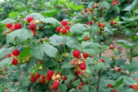 盘点36种野果大全，你能认出几种？图片
